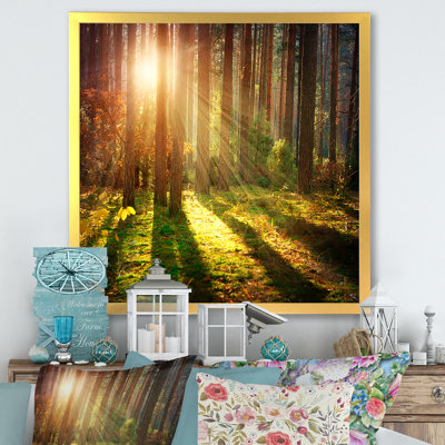 Sun Rays in Misty Old Forest - Peinture
