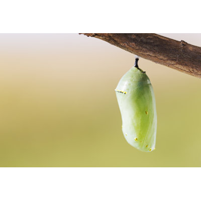 Monarch Butterfly Chrysalis by Skhoward