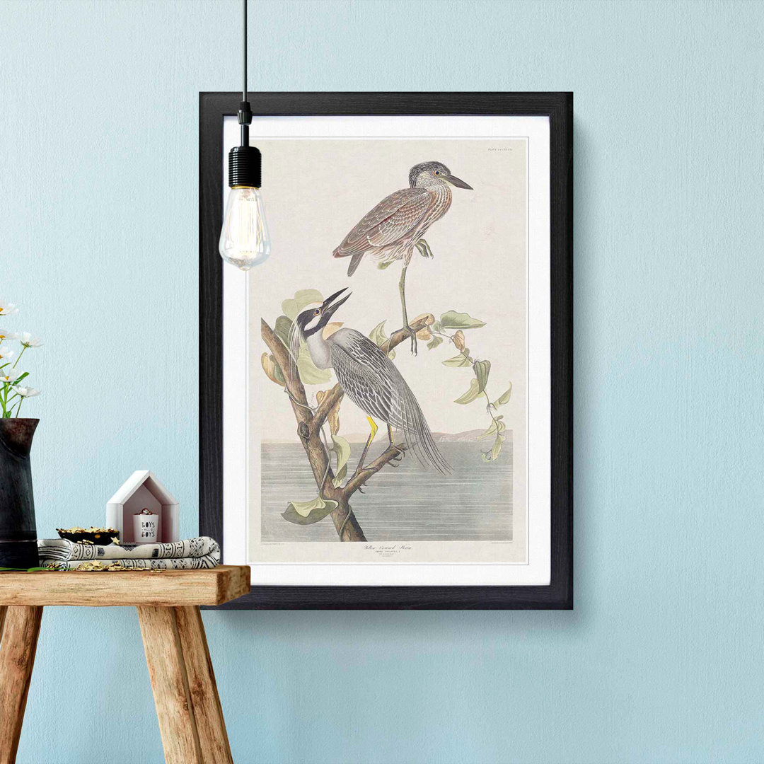 Yellow-Crowned Heron by John James Audubon - Picture Frame Art Print