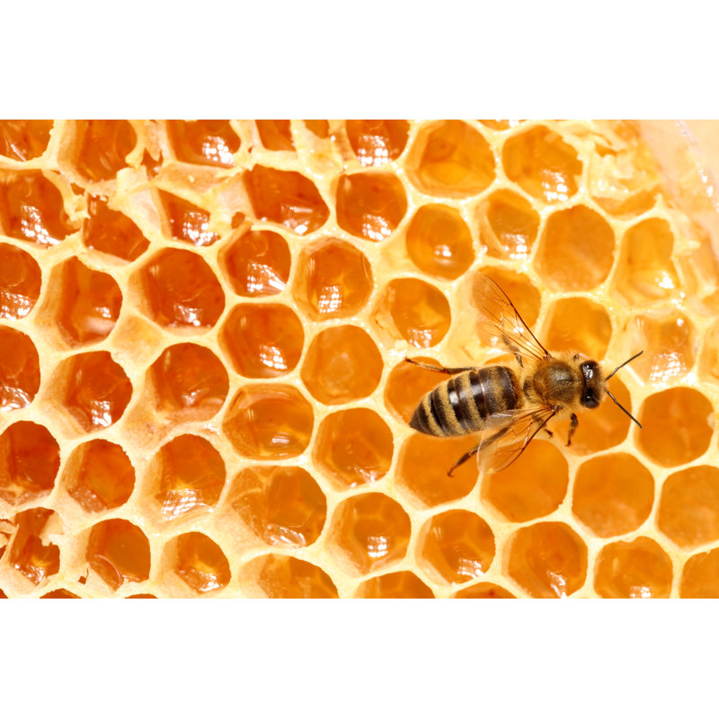 Bee, Honeycomb by Antagain, 24" H x 36" W