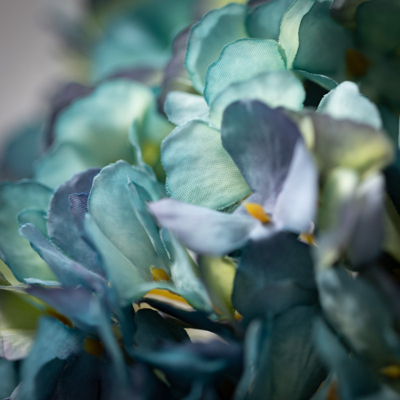 Hortensia en fleurs 21 po Hatherleigh, Bleu cendré