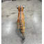 Statue debout d'un tigre du Bengale debout