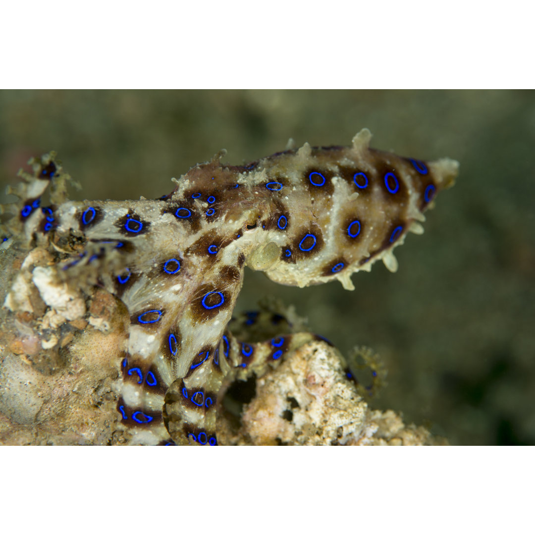 Blue Ringed Octopus von Semet - Kunstdrucke auf Leinwand ohne Rahmen