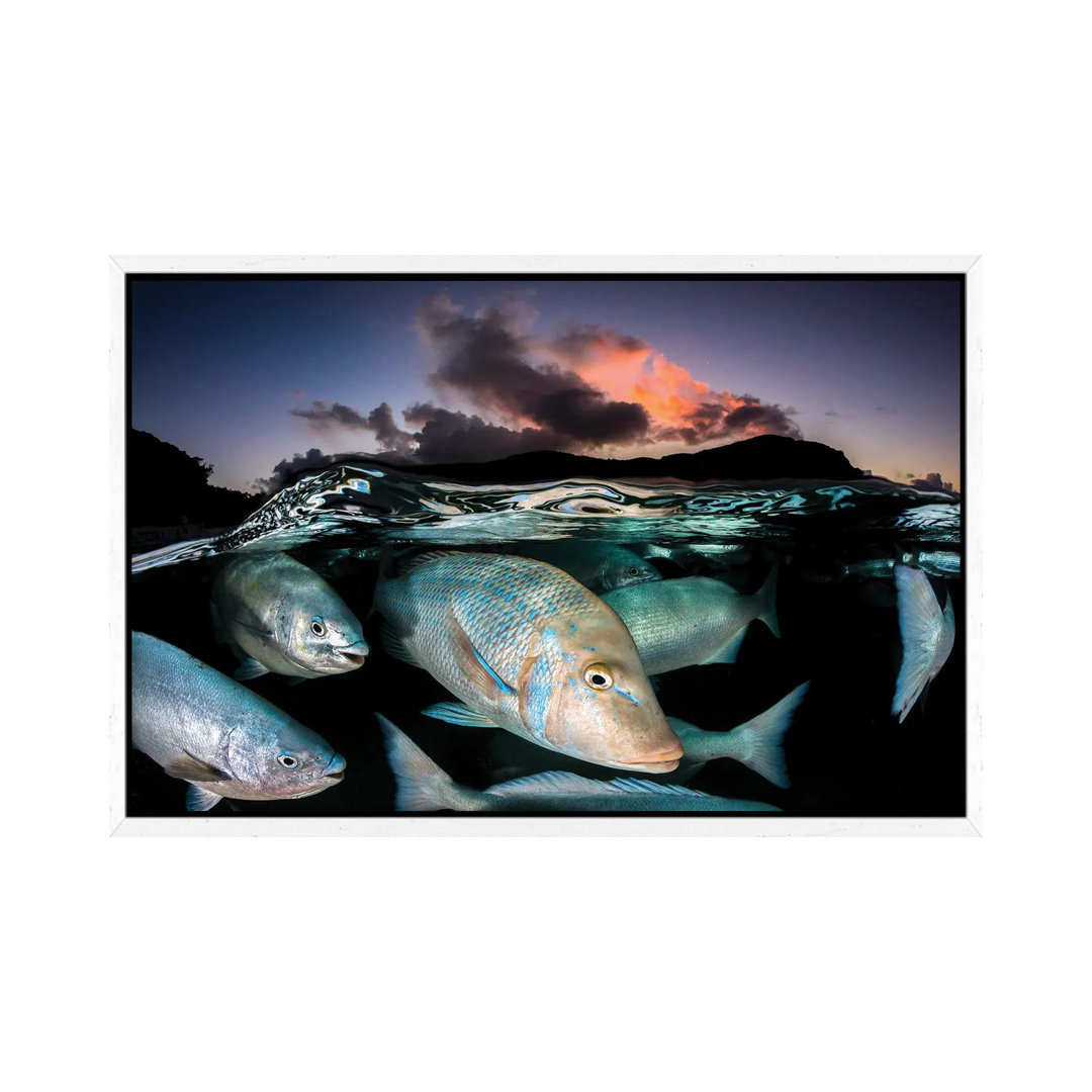 Fischrausch bei Sonnenuntergang Lord Howe Island