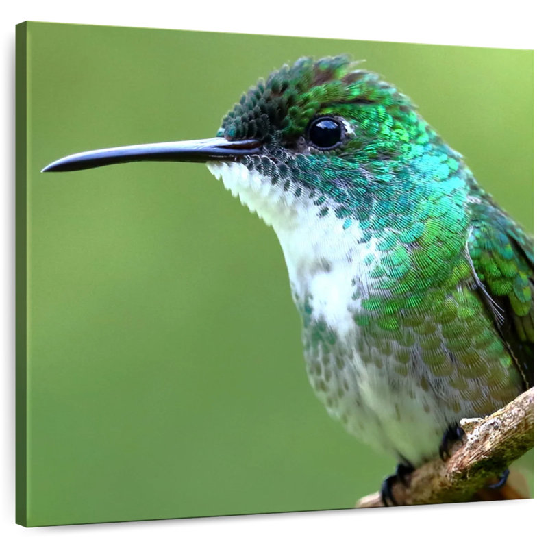 Crowle Starthroat Hummingbird, 39" H x 39" W