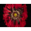 Harold Davis - Papaver Hybridium 'Naughty Nineties' Print by Harold Davis-65809953-65809952