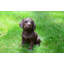 Statue chiot labrador Orbison-733031228