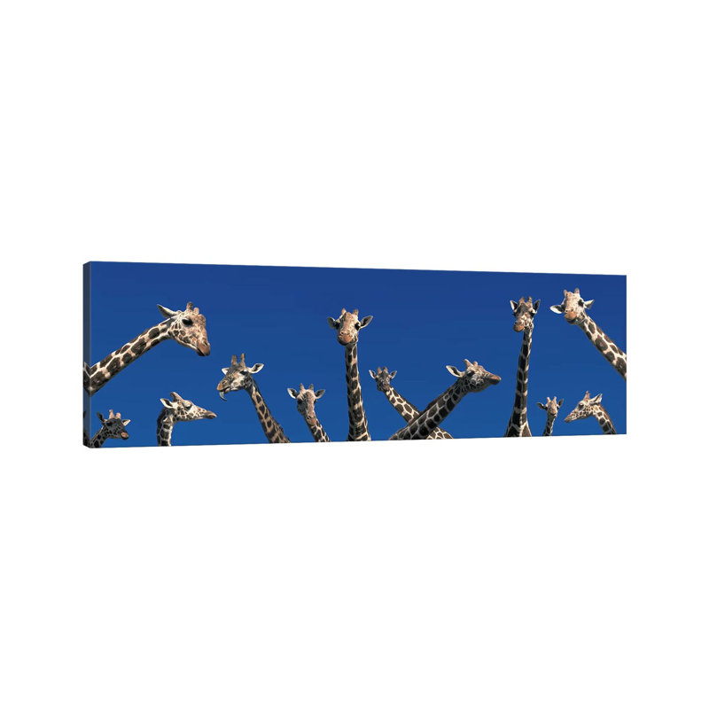 Curious Giraffes (Concept) Kenya Africa - Wrapped Canvas Panoramic Print, 30.48 cm H x 91.44 cm W x 1.91 cm D