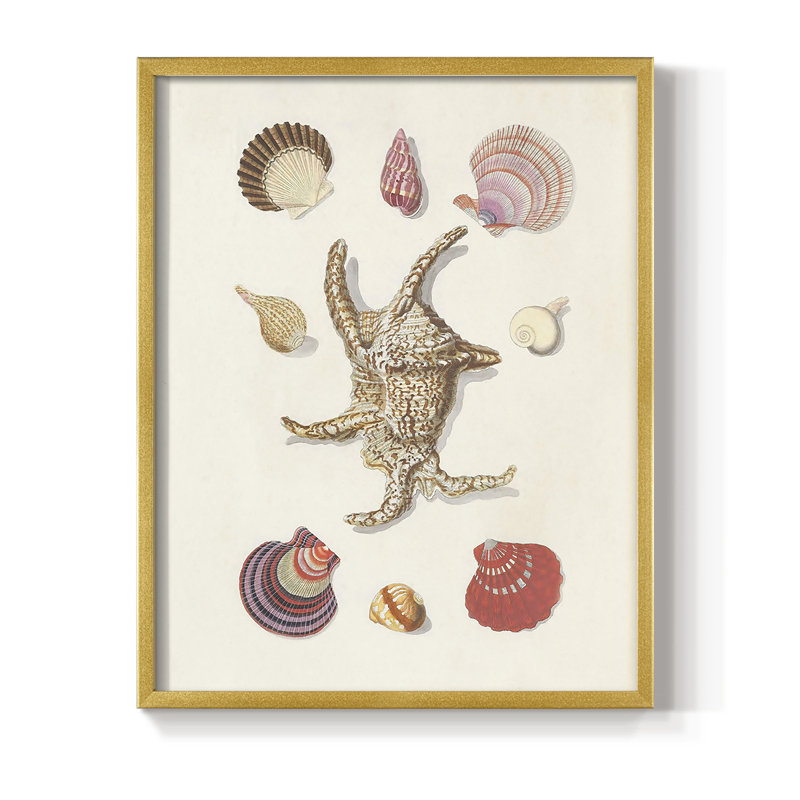 Knorr Shells & Coral II, reproduction encadrée - bois massif, H 21 po x l 17 po, Doré