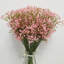 Fleurs, fleurs, bébés, buissons-396570838