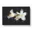 White Lily Flowers Paint Splash - Wrapped Canvas Print-61880673