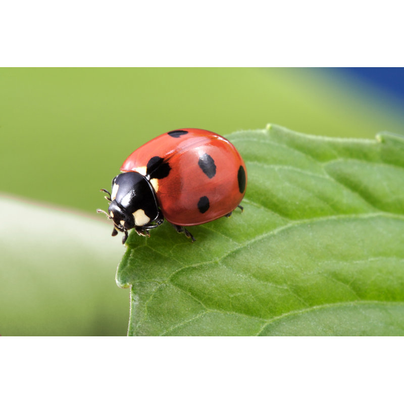 Ladybug On Leaf - Wrapped Canvas Print, 30cm H x 46cm W x 3.8cm D