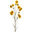 Vaporisateur 38 "Wild Summer Cosmos -281484493