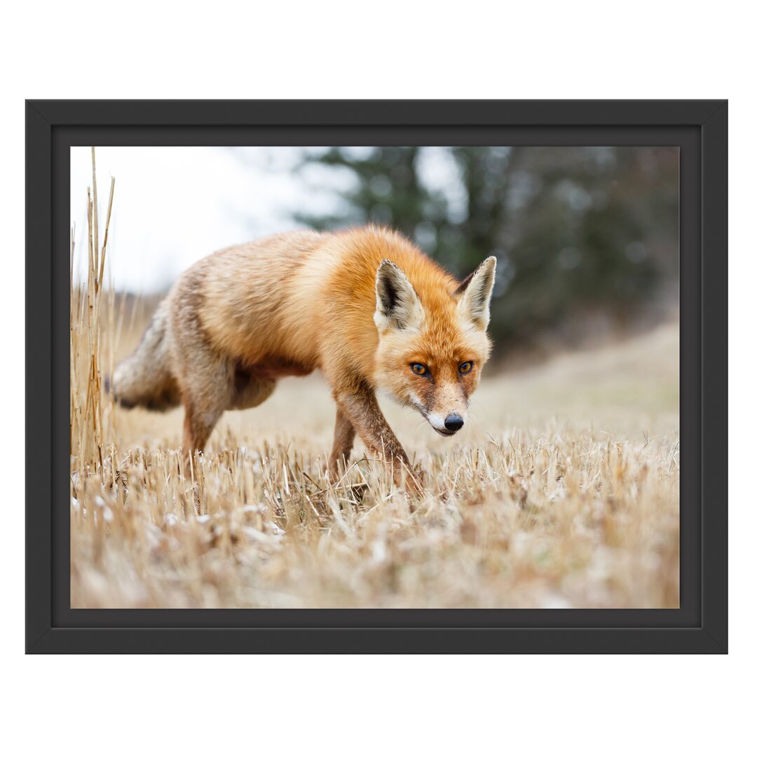 Gerahmtes Wandbild Schöner Fuchs