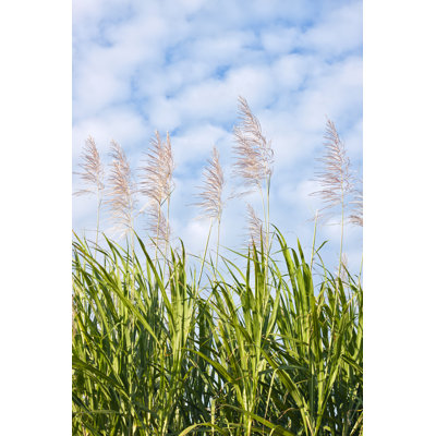 Closeup Of Sugarcane Field by Jaykayl - Wrapped Canvas Print