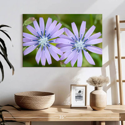 Harnek Radiant Chicory Flowers
