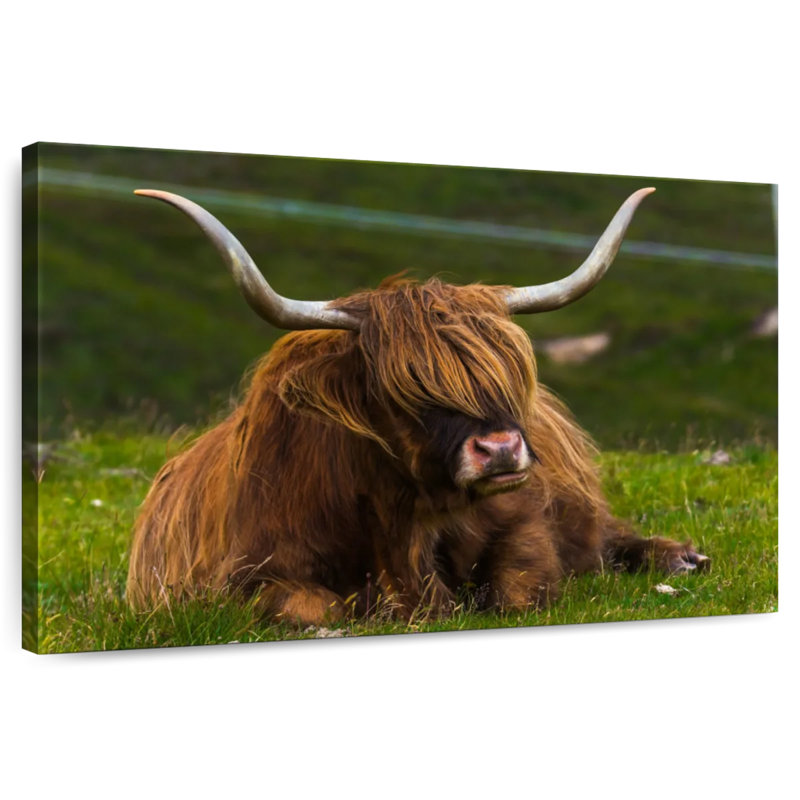 Vache Highland sur herbe, H 26 po x l 39 po