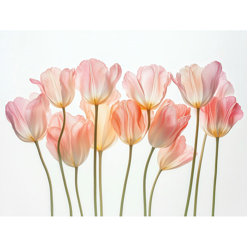 «Soft Petal Dance» - tulipe rose, art mural sur toile, H 16 po x l 24 po