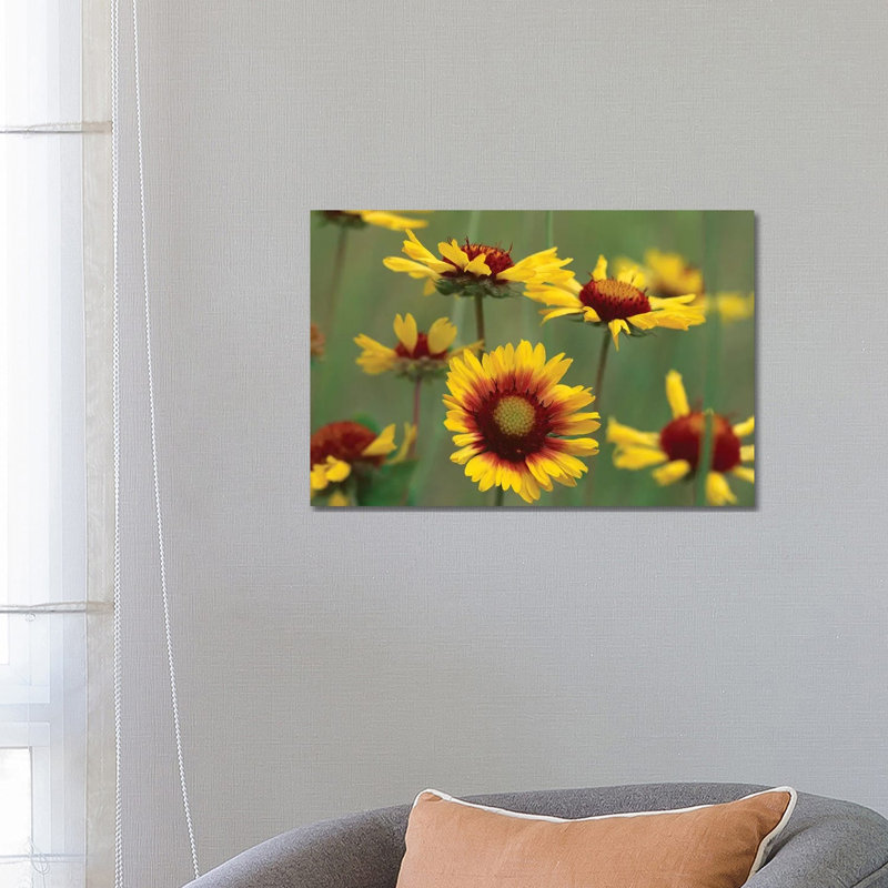 Indian Blanket Flowers, North America by Tim Fitzharris - Wrapped Canvas Print, 66.04 cm H x 45.72 cm W