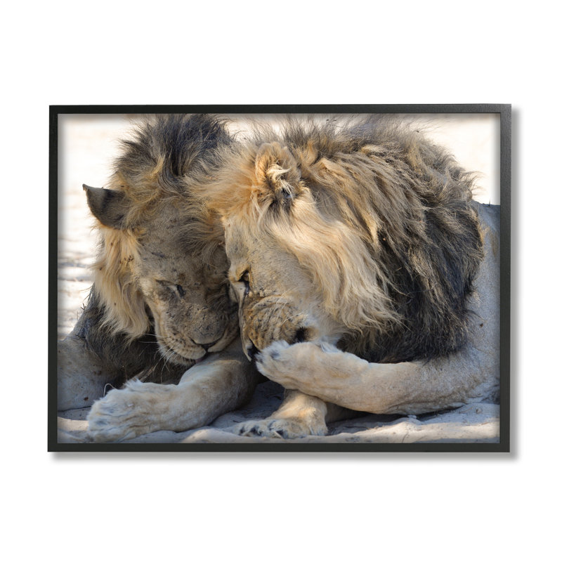 «Ba-400», encadré sur des lions par Bernhard Esterer, Giclée encadrée noir minuit, H 24 po x l 30 po x P 1,5 po