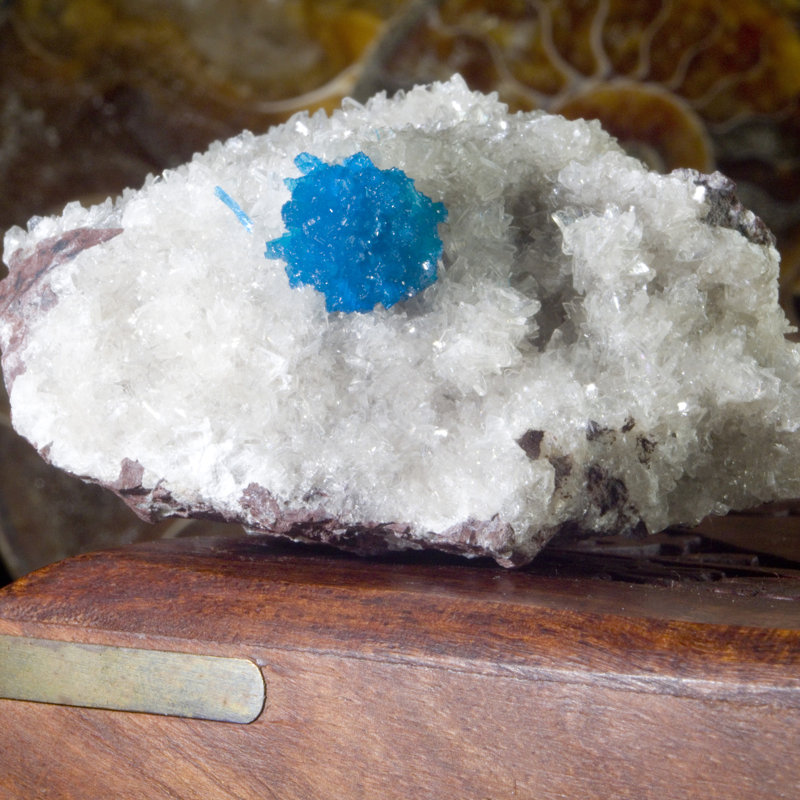 Cristal Cannella