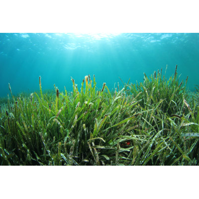" Underwater Seaweed " by Richcarey
