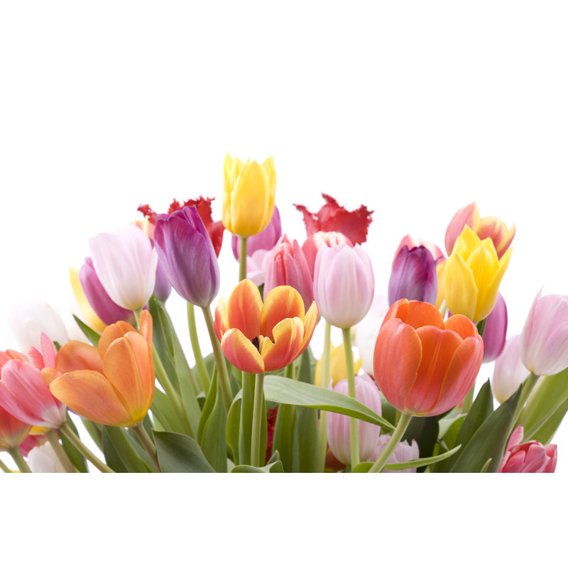 Tulipes de Liliboas, H 32 po x l 48 po