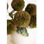 BOTANICA # 3620