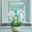 Small Phalaenopsis Orchids, 6 Stems, in Mossed Bowl