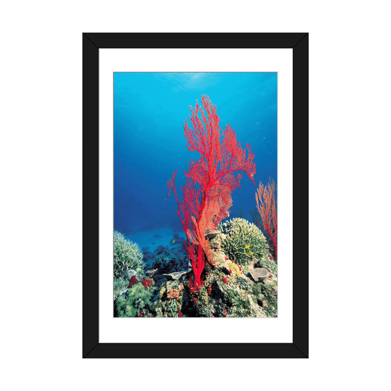 Marine et océan, corail rouge, estampe numérique sur toile tendue, H 32 po x l 24 po x P 1 po, Papier d'art encadré noir