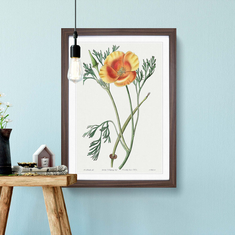 Orange California Poppy - Picture Frame Painting Print, 48cm H x 36cm W x 2cm D, Walnut Framed