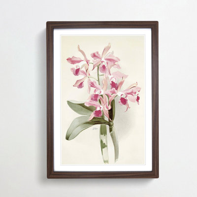 Magnolia Flowers Illustration Tab. 20 by Frederick Sander - Picture Frame Painting Print