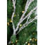 Faux Iced Twig Branch   Set of 6   32"   White