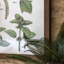 Foliage Study Framed Art