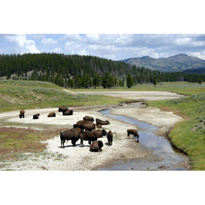 Bonfante " Buffalo In Yellowstone "