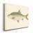 " Donovan Antique Fish II "-2049314317