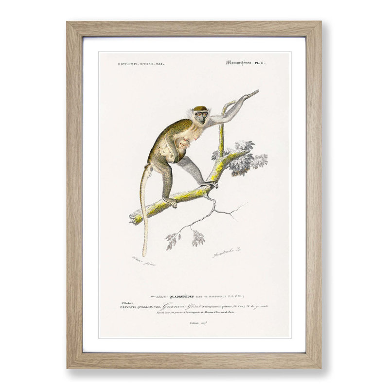 Grivet Monkey PL. 6 by Charles D'Orbigny - Picture Frame Painting Print, Oak Framed, 48cm H x 36cm W x 2cm D