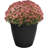 Daekwan Pot Planter-462797783-429344157