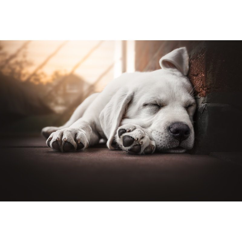 Young Cute Labrador Retriever Dog Puppy Lies In The Sun Sleeping - Wrapped Canvas Print, 61cm H x 91cm W