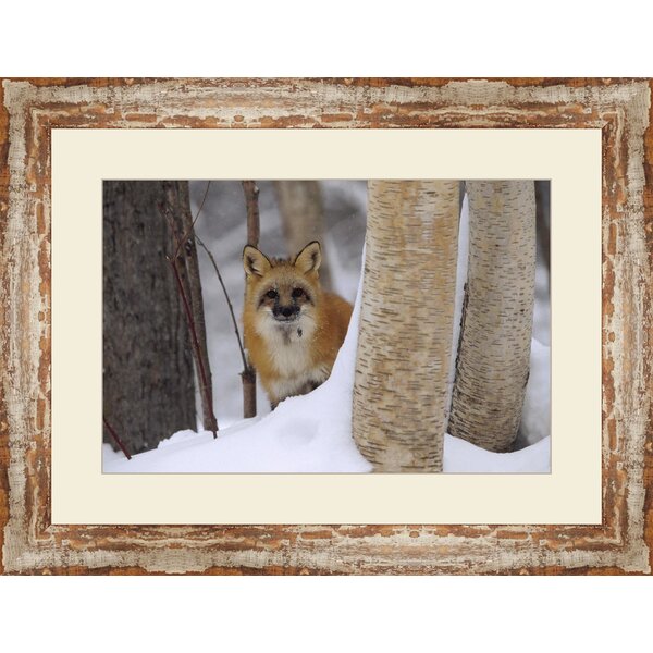 Loon Peak® Red Fox In Snow Photo Snow Pictures For Wall Fox Poster Fox  Pictures For Wall Decor Cool Fox Wall Fox Animal Decor Wildlife Fox Snow  Framed On Paper Print