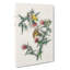 American Goldfinch Birds by John Audubon - Wrapped Canvas-55368831