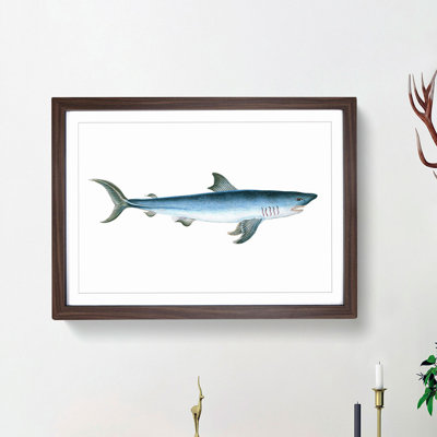 Porbeagle Shark by Edward Donovan - Picture Frame Painting Print