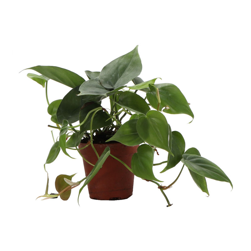Live Green Heartleaf Philodendron Plant