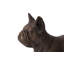 Animals French Bulldog-49609687