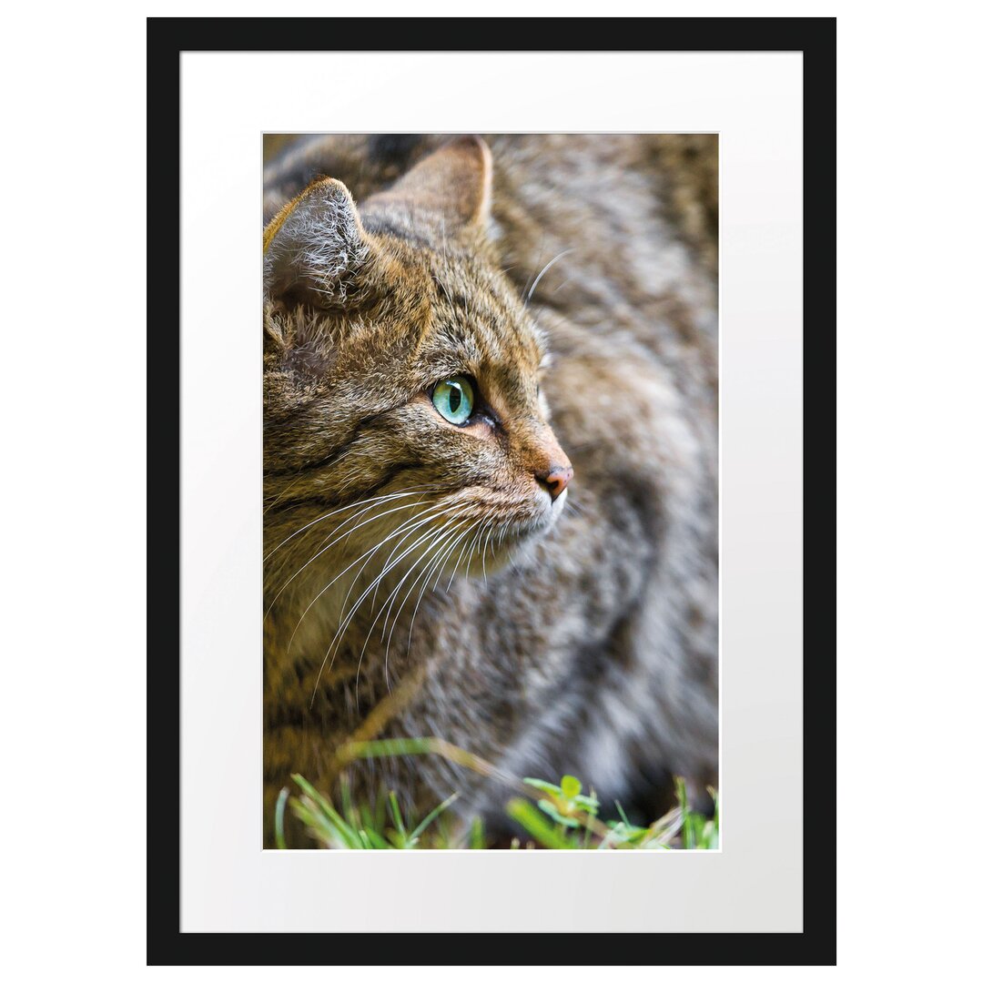 Gerahmtes Poster Kleine Manul im Gras