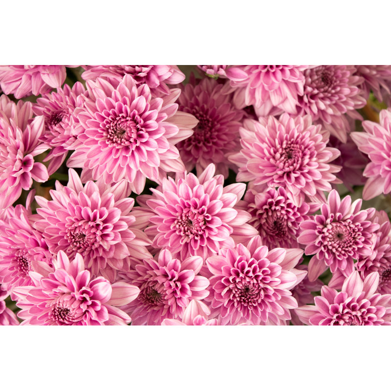 Soft Pink Chrysanthemum by Ananaline - Wrapped Canvas Print, 20cm H x 30cm W