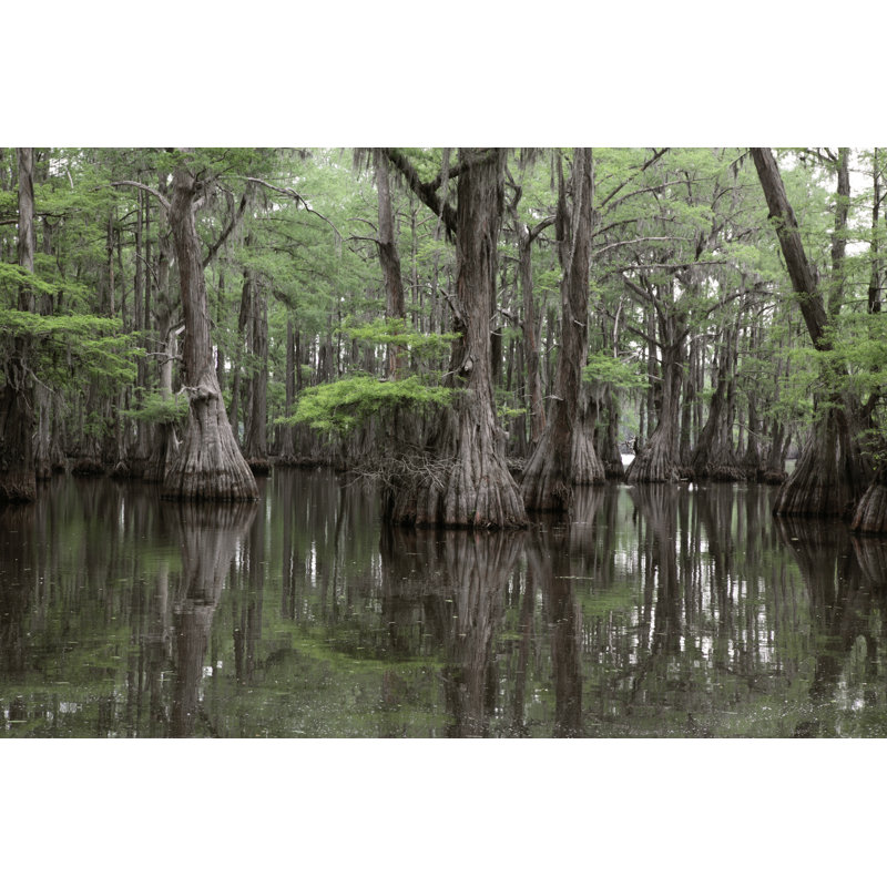 Mysterious Louisiana Swamp par Kathryn8, H 24 po x l 36 po
