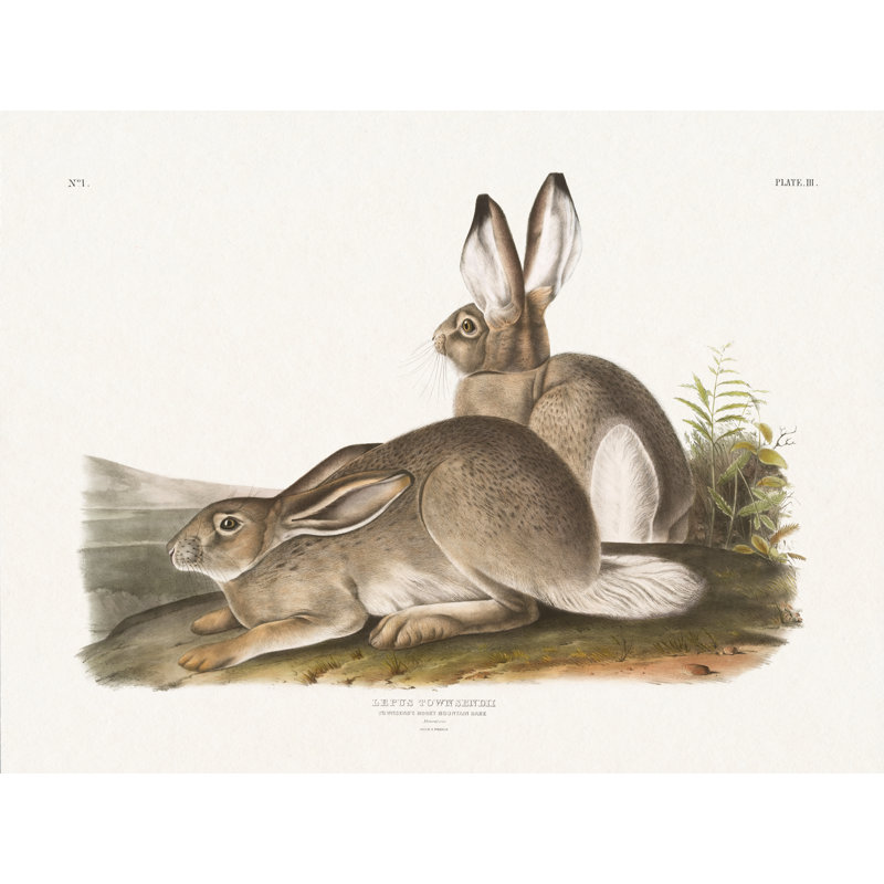 Cottage Hare II par Wild Apple Portfolio 89939, H 30 po x l 40 po
