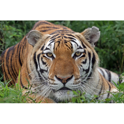Portrait Of Tiger - Wrapped Canvas Print