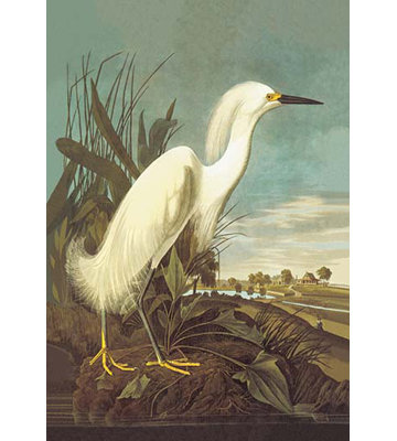 "snowy aigrette" par john james audubon, impression